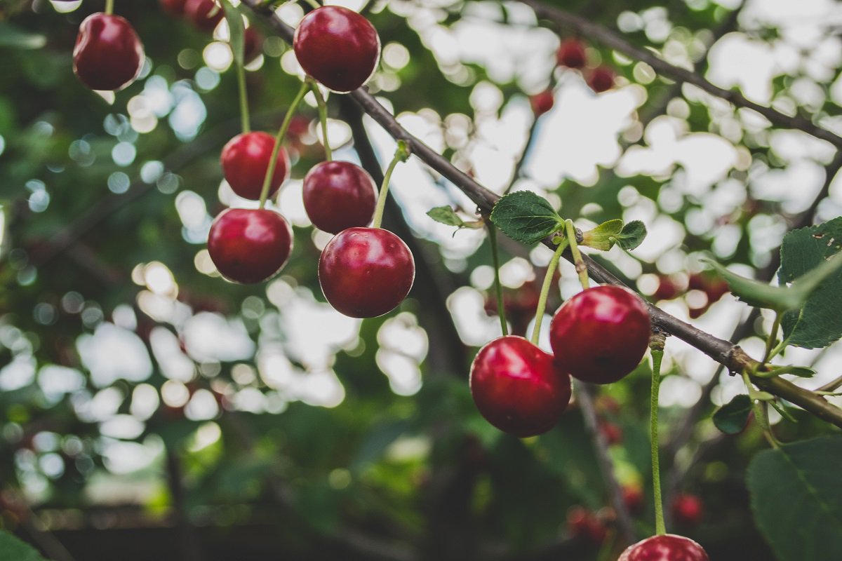 WeHeartLocalBC's tweet photo. Tip: Use a fresh wedge of a lemon to remove cherry stains from your hands this #BC #cherry season. More great facts and tips about these sweet fruits can be found here: https://t.co/XRlUPhyCdW Via @bctreefruits. https://t.co/u7KHmRQeLz