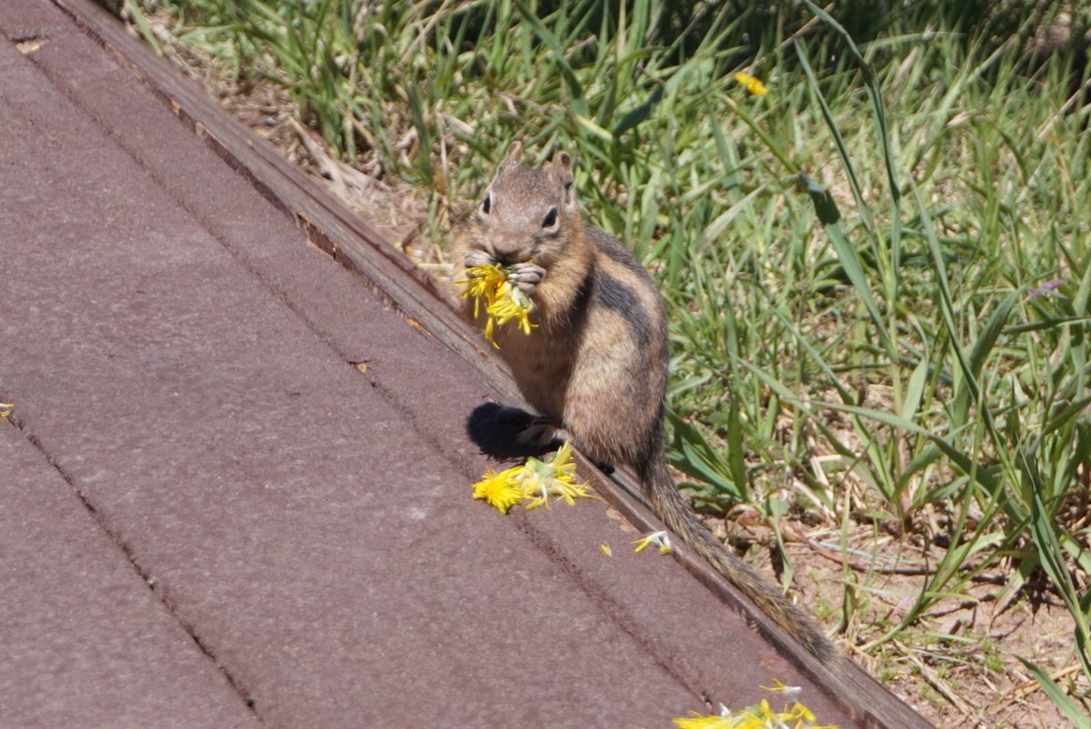 Vail lift ops tweet media