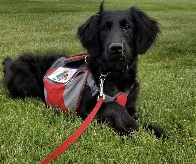 CableHowie's tweet photo. @RobinGanzert Oliver , a black golden doodle https://t.co/2Qi8x3vPjX