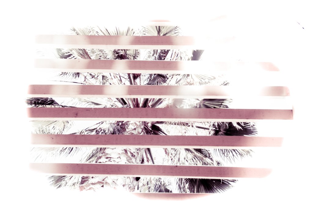 Emma_Hudee's tweet photo. -------------- Palm --------------

[ Captive Serie ]

#Art #Photography #Photographer #Photographer #Soul #Life #Love #Photos #Photo #photoshoot #Nature #Two https://t.co/4orfF2yC7T