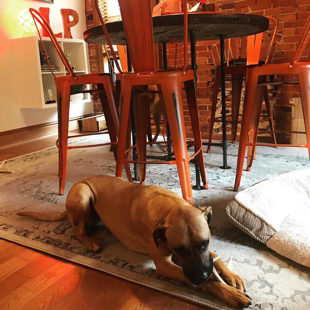 LPCreativeSTL's tweet photo. Introducing our new HR dept/ security: Leila &amp; Luci! 🐶🐶
#TakeYourDogToWorkDay #guarddogs https://t.co/PoXmixIiiF