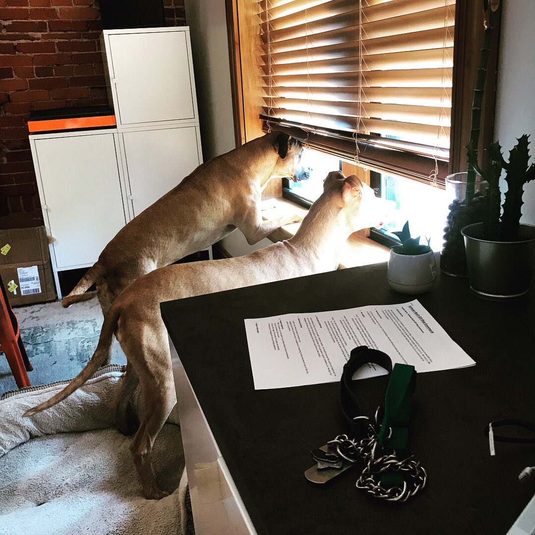 LPCreativeSTL's tweet photo. Introducing our new HR dept/ security: Leila &amp; Luci! 🐶🐶
#TakeYourDogToWorkDay #guarddogs https://t.co/PoXmixIiiF