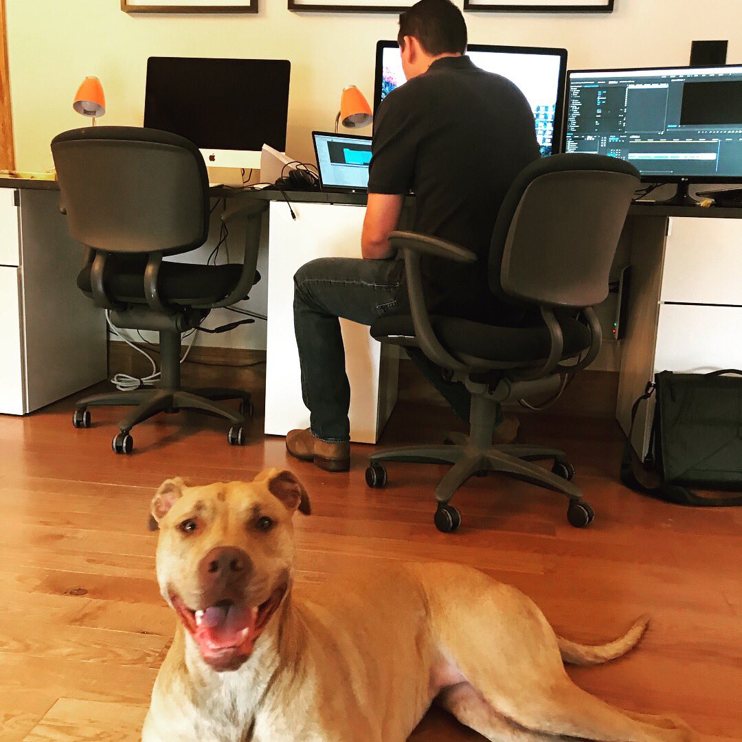 LPCreativeSTL's tweet photo. Introducing our new HR dept/ security: Leila &amp; Luci! 🐶🐶
#TakeYourDogToWorkDay #guarddogs https://t.co/PoXmixIiiF