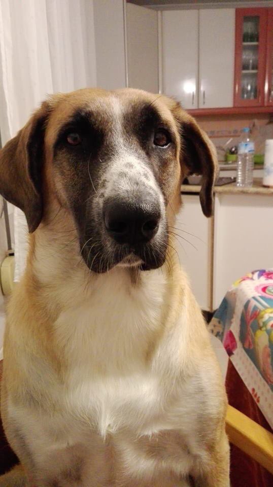 asociacionsasa's tweet photo. ⚠️SE BUSCA COLABORACIÓN CIUDADANA PARA DAR CON EL AUTOR O AUTORES, AMORDAZAR DE HOCICO Y PATAS CON UNAS BRIDAS, Y ESTRANGULAR HASTA LA MUERTE CON OTRA A PANCHA EN SAN MARTÍN DE LA VEGA (MADRID)⚠️ Si tienes información contacta con la familia (619460823) o con la @guardiacivil https://t.co/uK1e2F6c33