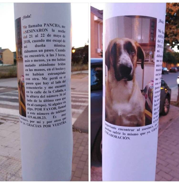 asociacionsasa's tweet photo. ⚠️SE BUSCA COLABORACIÓN CIUDADANA PARA DAR CON EL AUTOR O AUTORES, AMORDAZAR DE HOCICO Y PATAS CON UNAS BRIDAS, Y ESTRANGULAR HASTA LA MUERTE CON OTRA A PANCHA EN SAN MARTÍN DE LA VEGA (MADRID)⚠️ Si tienes información contacta con la familia (619460823) o con la @guardiacivil https://t.co/uK1e2F6c33