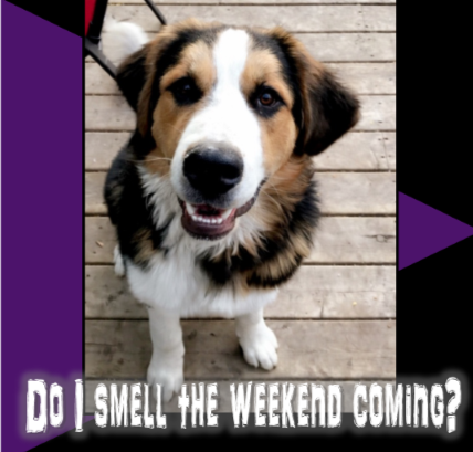 CLS_Olds's tweet photo. Diesel, our official mascot, has a good nose. He thinks he can smell the weekend, just around the corner!
Do you agree? Do you smell it too?
#weekend #TGIF https://t.co/trLriWuD1B
