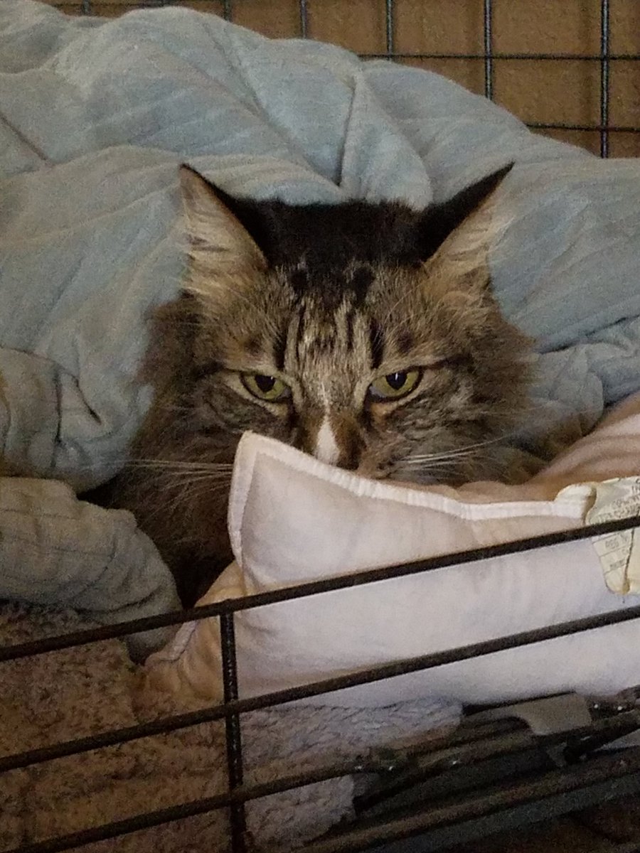BrookexJones's tweet photo. When you know your cat is with out a doubt plotting to take over the world... https://t.co/1sjyKihBUv