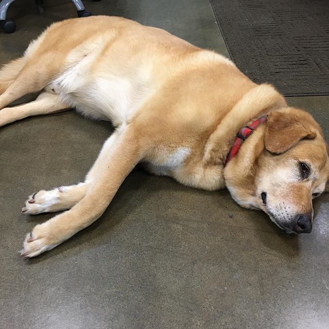 ponthieuxsJDS's tweet photo. Buddy hard at work on โTake Your Dog ๐ถ To Work Dayโ Love our Buddy ๐ #ponthieuxs #onlyonaugusta #shopdog #weloveourbuddy #greenvillehumanesociety #labmix #takeyourdogtowork https://t.co/GIBwwi3EET https://t.co/5V7dLNmVOj