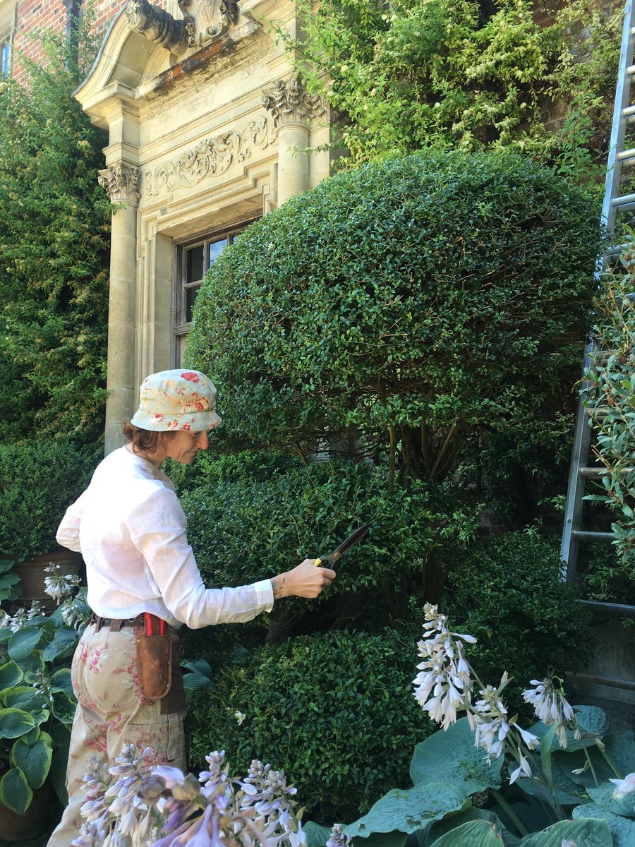 rachelwillis555's tweet image. Bit of #cloudpruning ‘before and after’ pics #Heale @michaelmaltby30 @thegardenbird