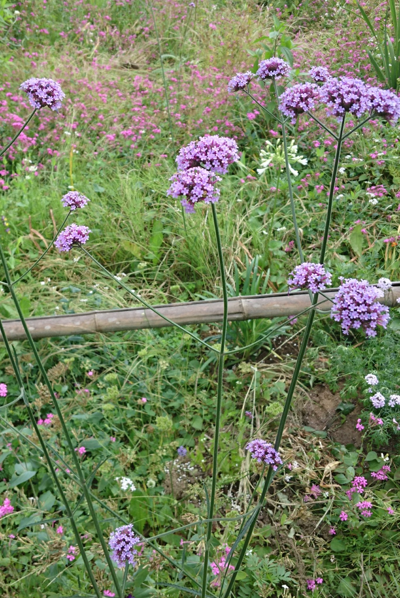 ほうきがわ على تويتر 三尺バーベナ バーベナ ボナリエンシス は次から次ぎに咲き続けて 花期が長いです