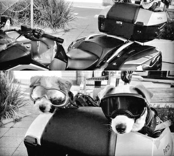 stapleton20016's tweet image. Would Ya Look At That...
#Bikers #Sullivanstapleton