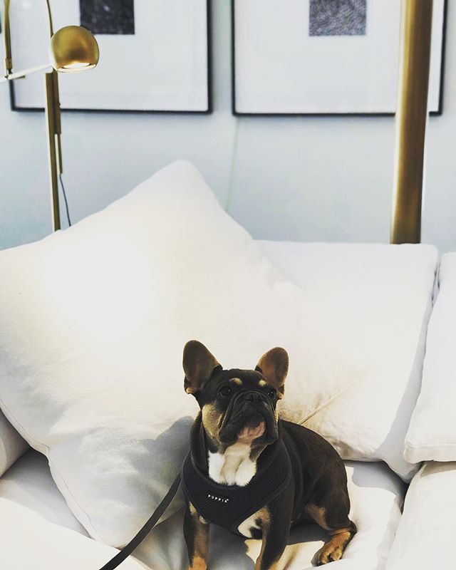 KSIOrlando's tweet photo. KSI design assistant @handsomehobson shopped for sofas today on @parkavenuewp🛋 #internationaltakeyourdogtoworkday #restorationhardware https://t.co/E4yTUXEdtF https://t.co/bVWFKsfEQi