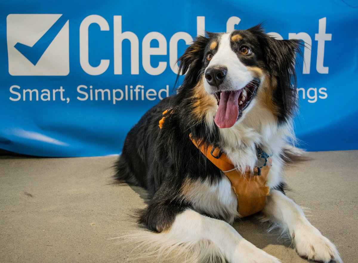 Checkfront's tweet image. We believe everyday is #bringyourdogtoworkday! 💖 

Psst: come see what we&apos;re hiring for checkfront.com/careers
#yyjjobs #yyjtech