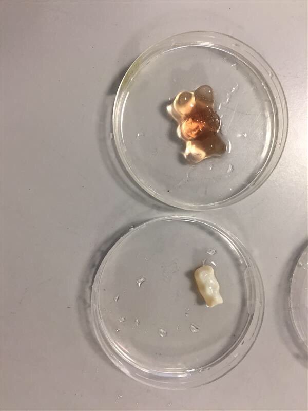 b1010gy_teacher's tweet photo. N5 Biology investigating osmosis in gummy bears π» Thanks for the photos, lads! #sweetiescience #pedagoofriday https://t.co/kpAw5DpY5J