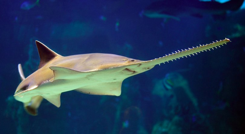 Shark Advocates tweet media