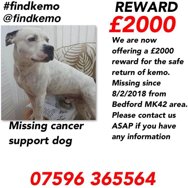 blacklab115's tweet image. ➡️➡️➡️➡️➡️➡️💥#FINDKEMO💥⬅️⬅️⬅️⬅️⬅️⬅️
#SUPPORTDOG =====#BEDFORD======#REWARD====