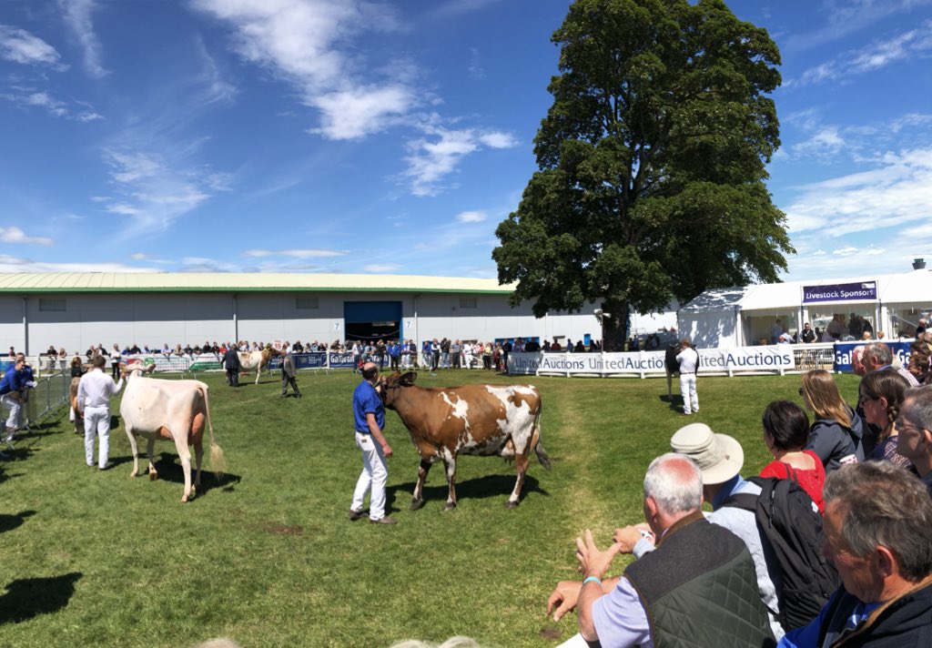 newlandfarm's tweet photo. Queens Cup - Dairy Interbreed judging #RHAS2018 #HighlandShow https://t.co/ksfMbzxQaf