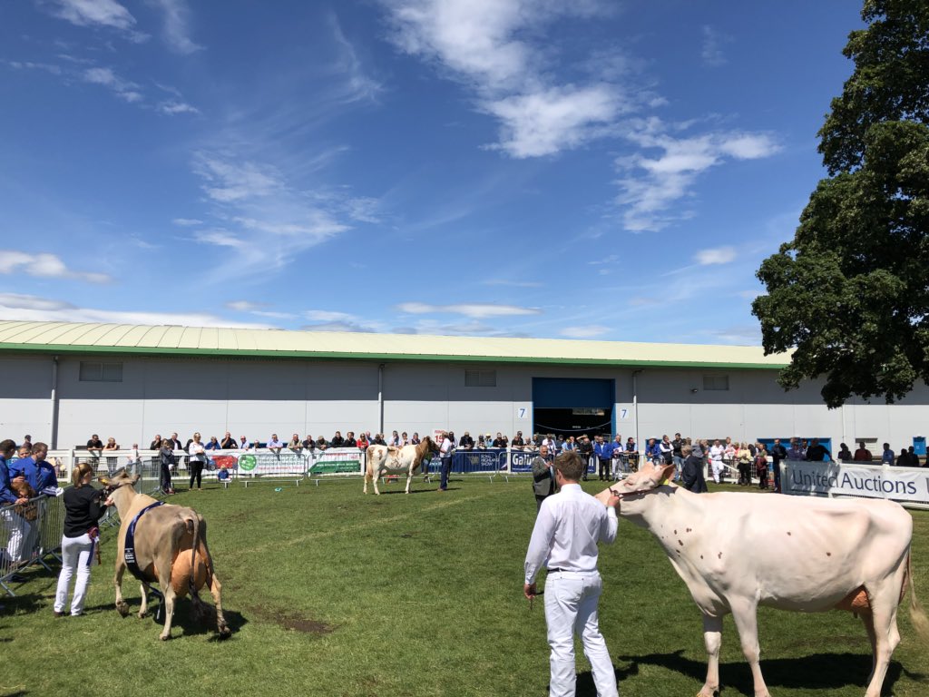 newlandfarm's tweet photo. Queens Cup - Dairy Interbreed judging #RHAS2018 #HighlandShow https://t.co/ksfMbzxQaf