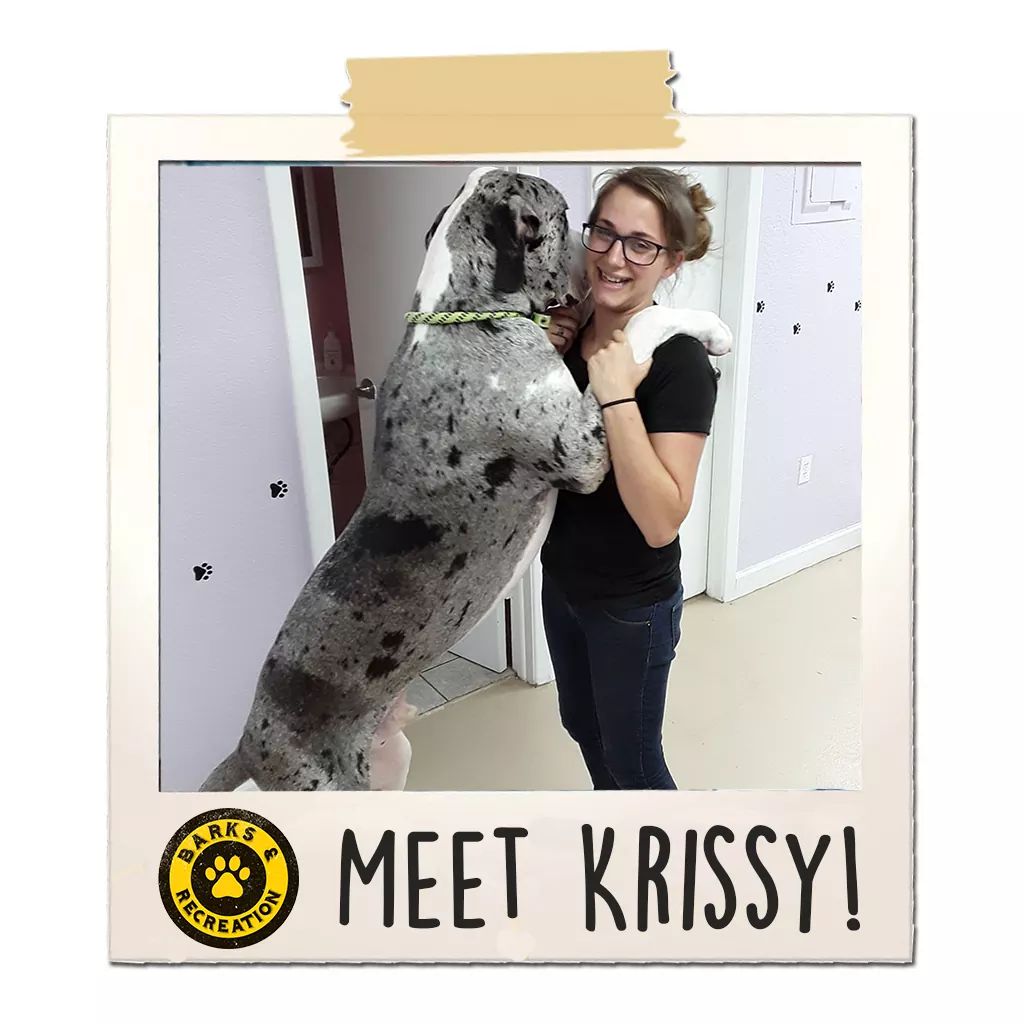 Meet Our Staff! 

Starting with our Mobile Groomer Krissy!

#grooming #doggrooming #TampaBay #StPetersburg
#florida #DogLife #dogsoftwitter 

barksandrecstpete.com/meet-krissy/