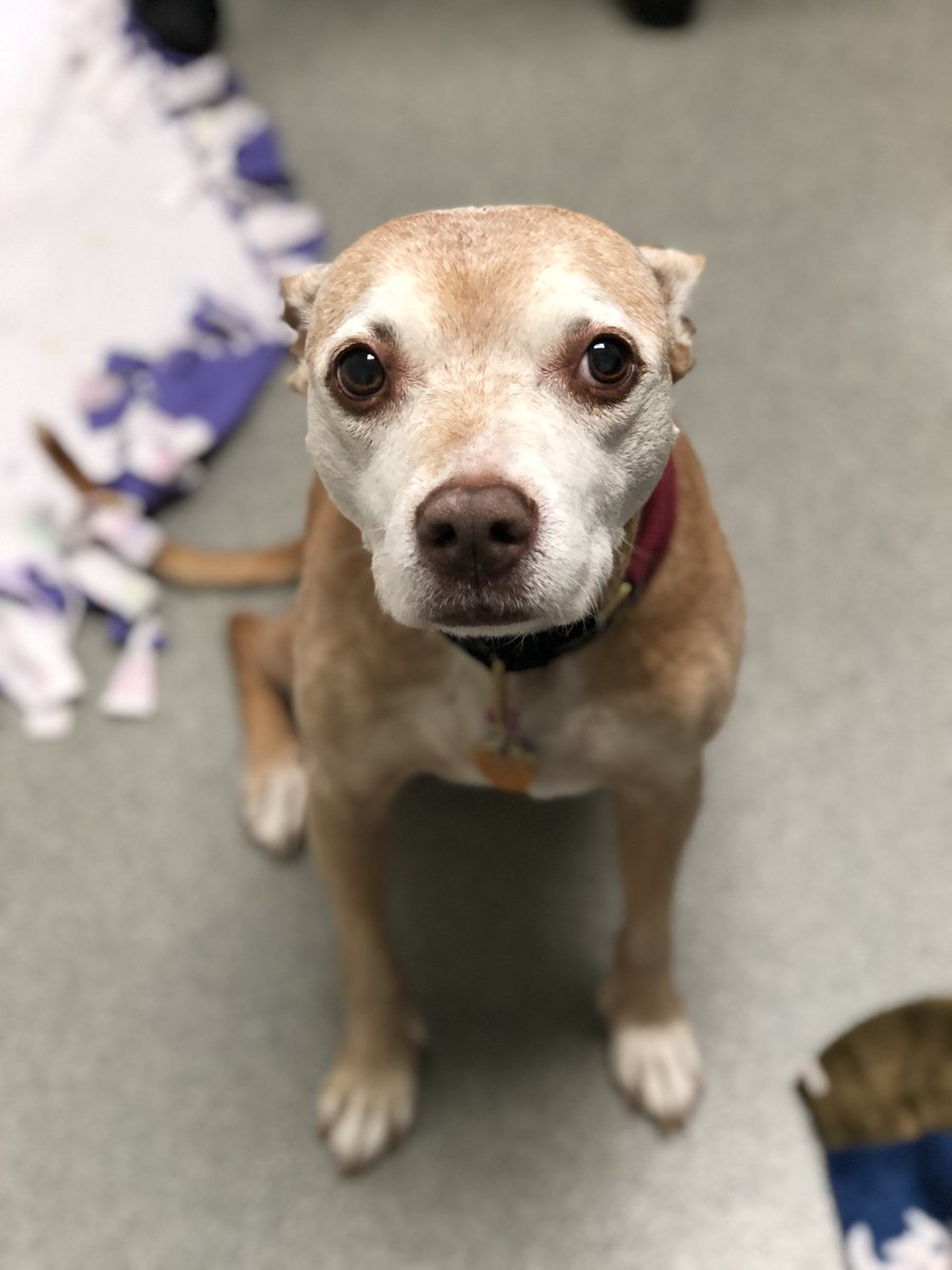 It's National Take Your Pet To Work Day!  Josie is taking over as the Director of our fearful dog program here at the shelter!  Isn't she sweet! #TakeYourPetToWorkDay