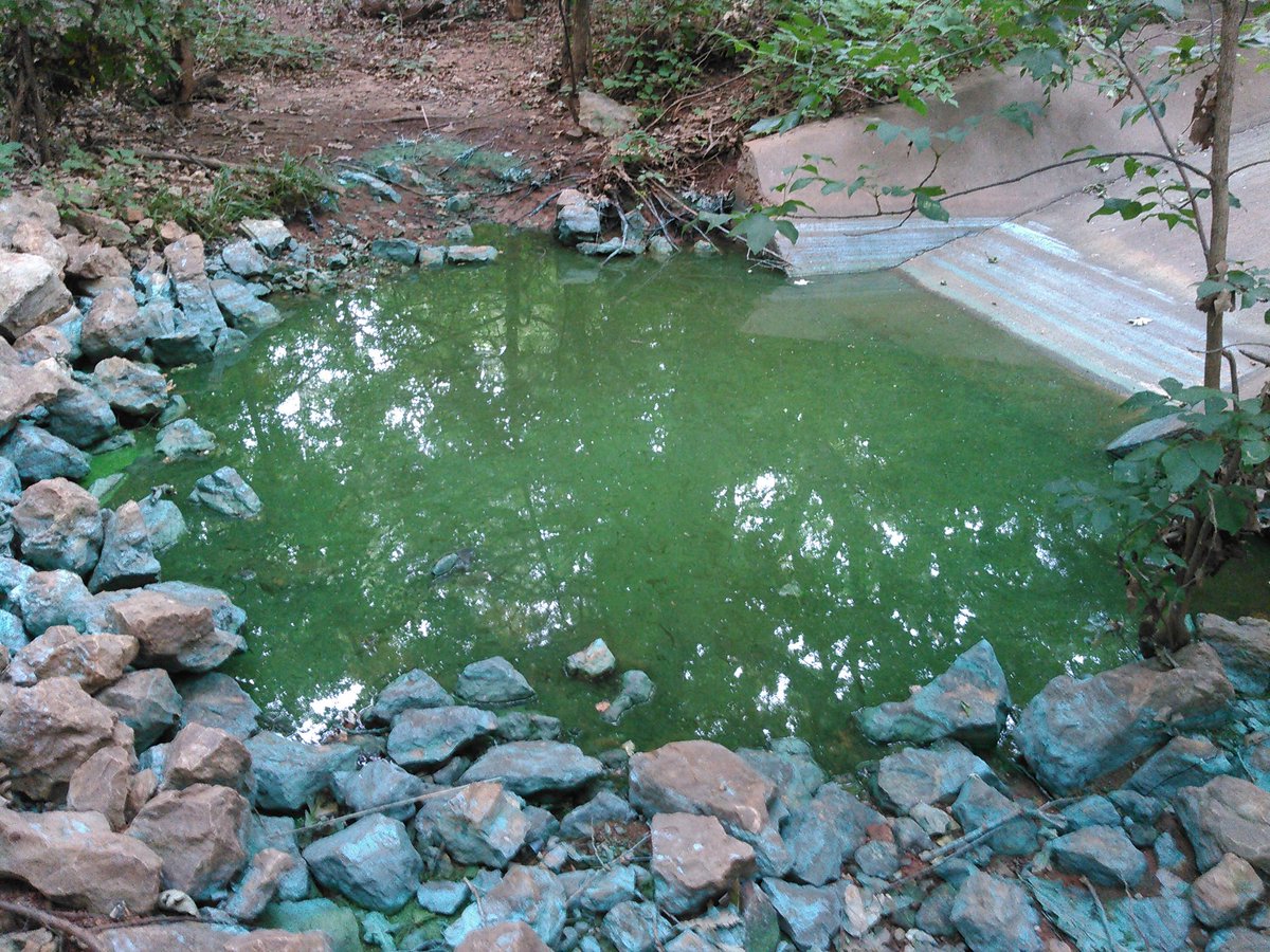 jkmassengill's tweet image. Clear example of over-#fertilization run-off in #urban #streams #explorenature #pollution #water #AIL