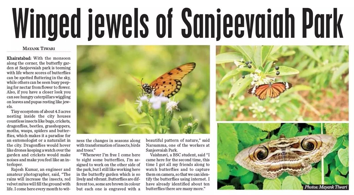#WingedJewels.
With the monsoon along the corner, the #butterfly garden at #SanjeevaiahPark, #Hyderabad is teeming with life where scores of butterflies can be spotted fluttering in the sky, while others can be seen busy peeping for nectar from flower to flower: by Mayank Tiwari