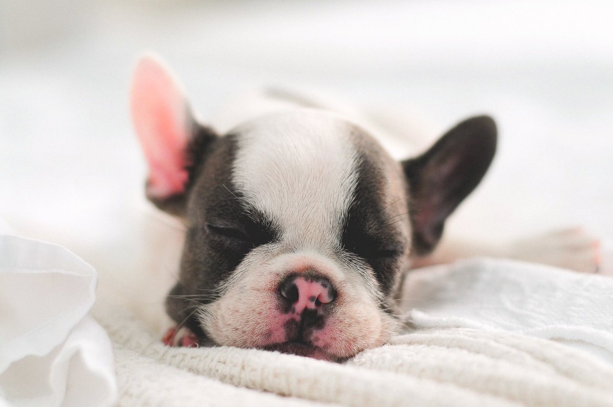 ansleypacetti's tweet photo. Newest family addition:) https://t.co/Wh7kLadRsC