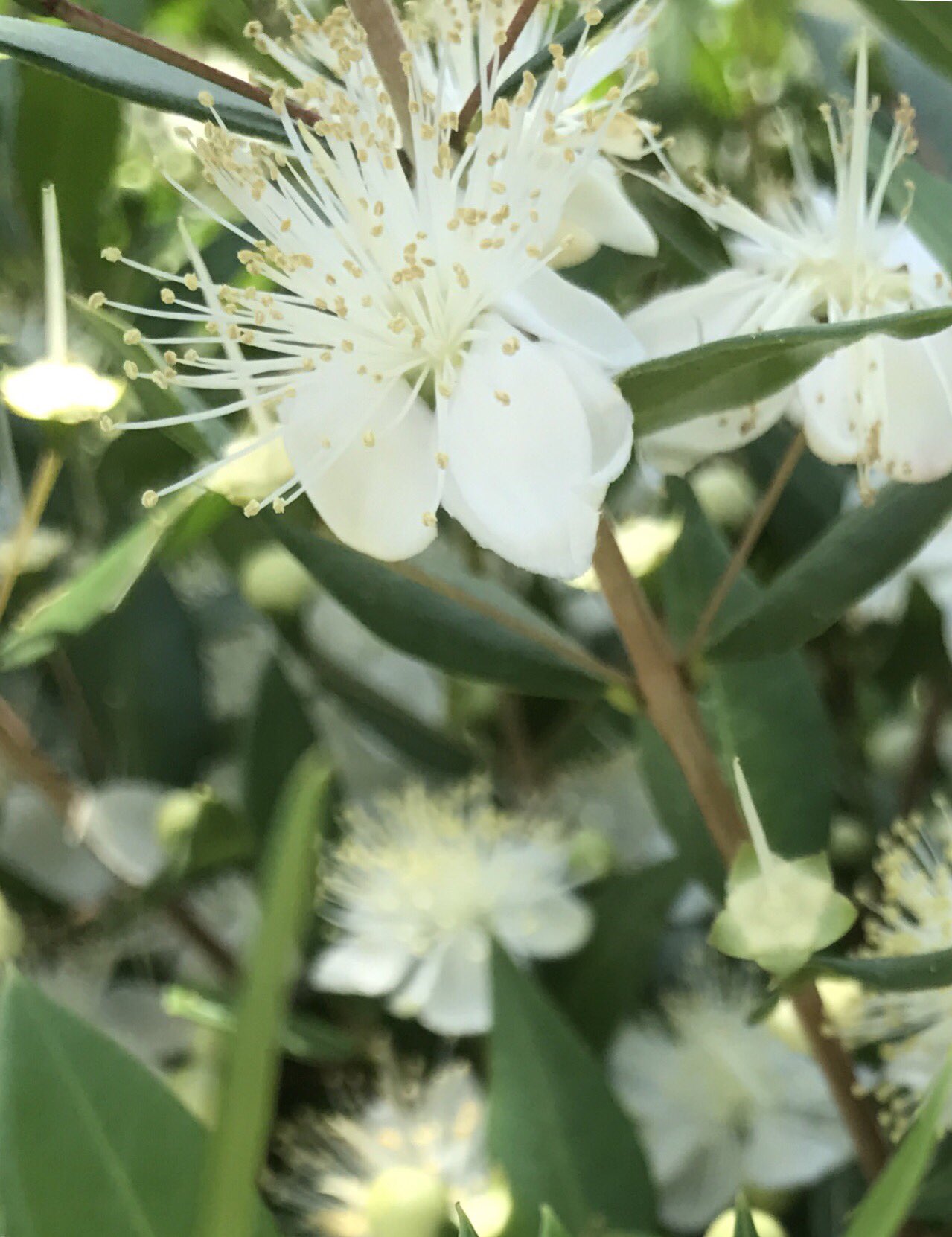 花ひばち 優しい繋がりに感謝 お早うございます ギンバイカ 銀梅花は愛の囁きといった花言葉がつけられています 地中海沿岸からヨーロッパ南西部原産の花木です 英国では ブーケの材料として欠かすことのできない植物です 花と写真が好き