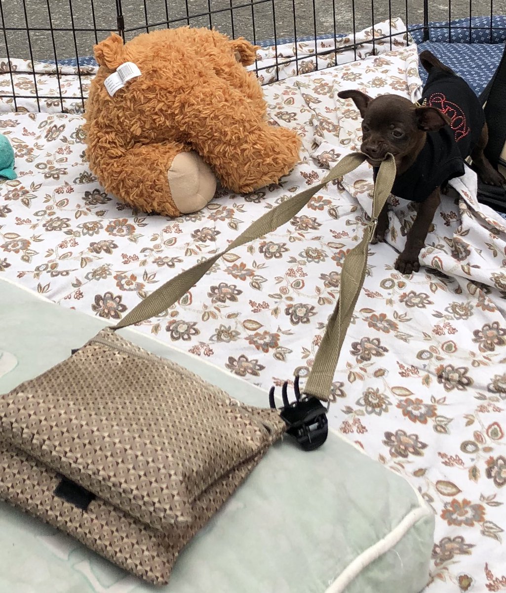 1.5lb Thief!  @SoCalPetSitting @The_KarmaApp #puppy #Chihuahua