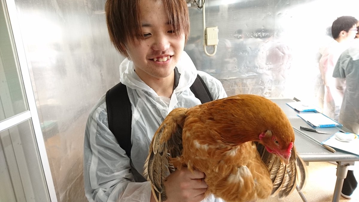 大学生協東北ブロック学生事務局 秋田大学 比内地鶏見学会 本日は比内地鶏見学会におじゃましています 午前中は秋田高原フードさんの協力のもと実際に比内地鶏とふれあい 屠殺見学や脱毛体験をして 命を繋いでいくということを実感しました 今は