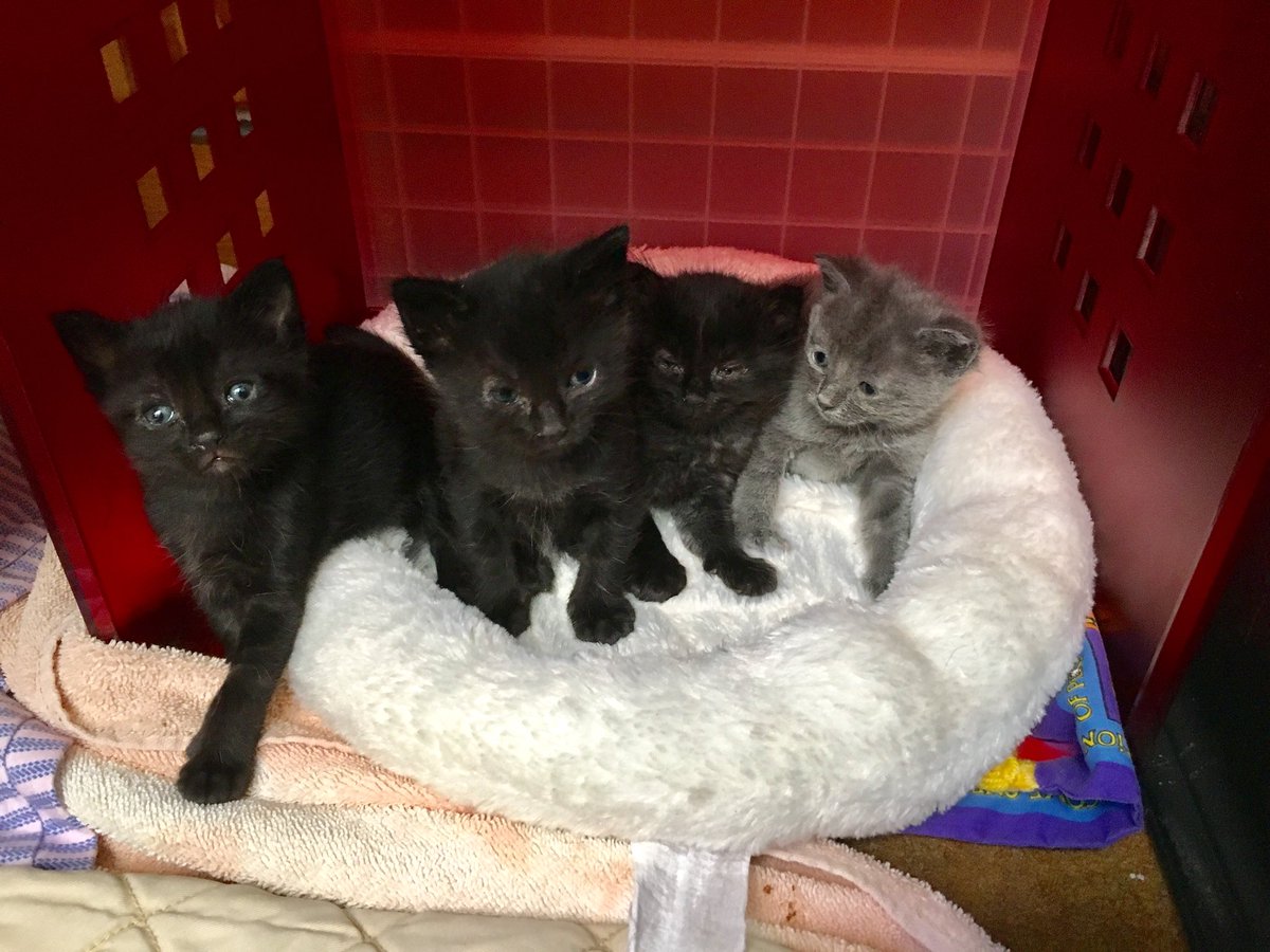 No fun living in bushes! Saved, 6week old kittens.  No mom!  #rescuecat #adoptdontshop @The_KarmaApp