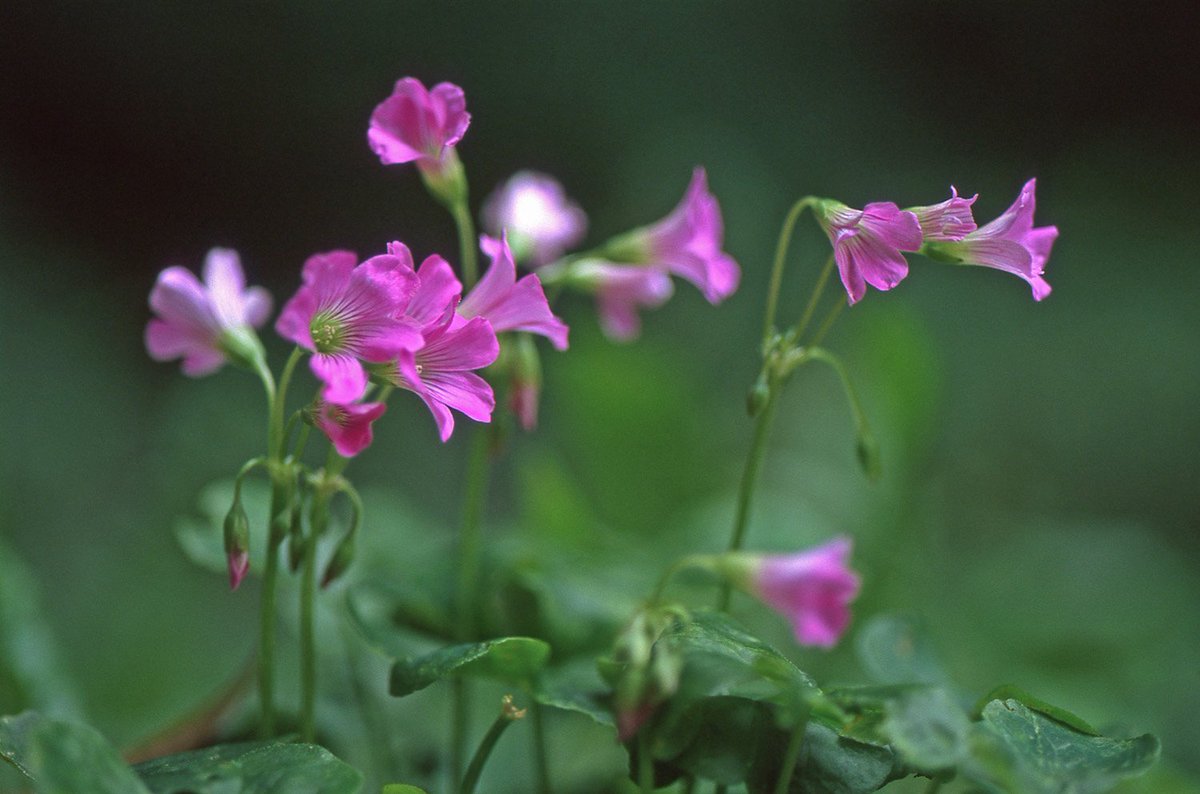 Twitter पर 東京フィルムカメラ修理工房 ムラサキカタバミ 小さな雑草 ですが 子供の頃 近所にやたらと生えていたので見かけると懐かしく感じます 子供の頃はこれをクローバー だと思っていて四つ葉を探してたなぁ ハート型の葉で本当のクローバーよりかわいく
