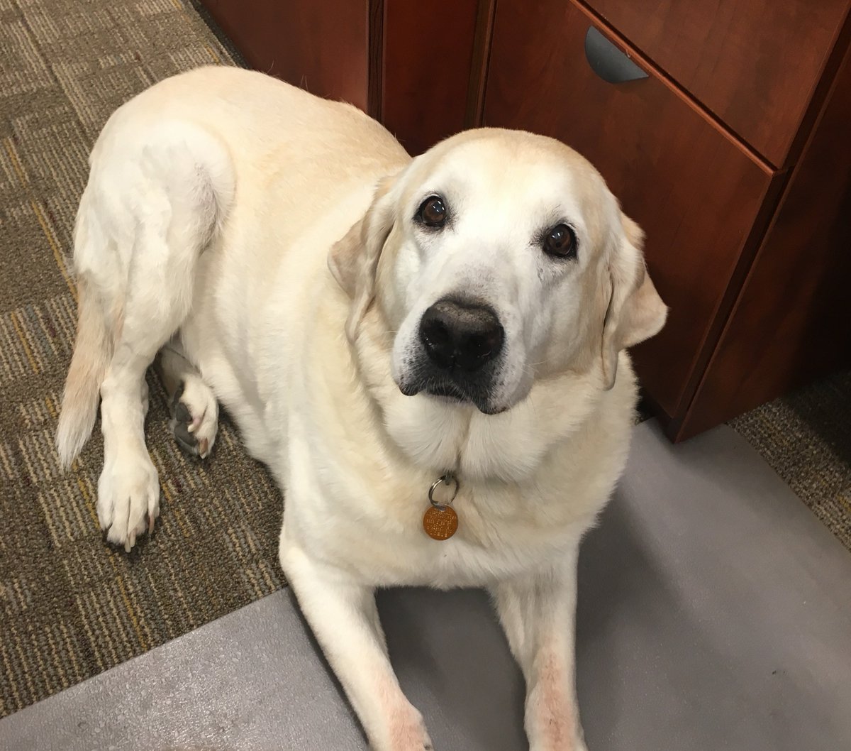 NStarComfort's tweet photo. Every day is #TakeYourDogtoWorkDay around here which is why Sandy loves being in the office almost as much as me! #Dogdays #puppylove #ICTinsulation https://t.co/WUTEAsVcuR