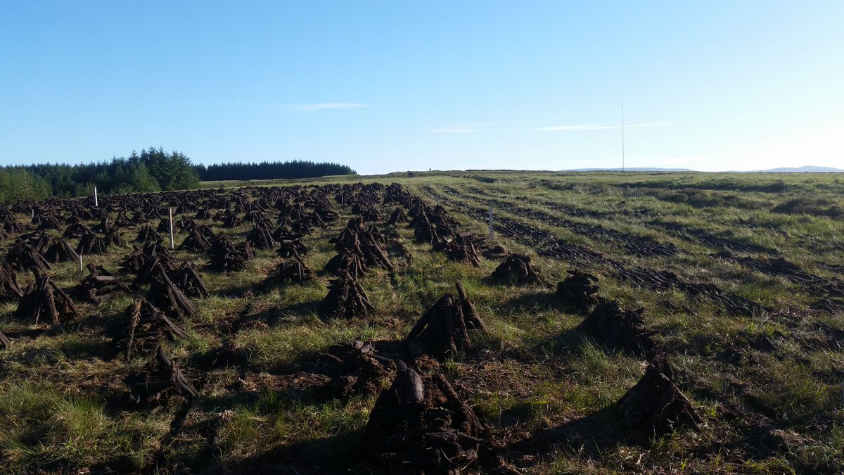 A grand evening for it! #bog2018 #turf2018
