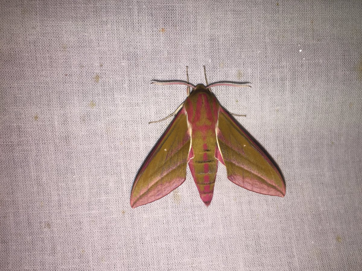 En ook het groot avondrood! Prachtige grote oranje #nachtvlinder #NationaleNachtvlinderNacht