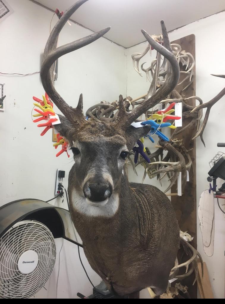 huntingmomlife's tweet photo. Guys my taxidermist just sent me this image saying he is almost ready to come home 😍. I'm so happy to have this guy in our house.  He was my #firstbuckkill and my #firstbowkill i killed this deer without JB help it was just me and my friend dawn both amateur #womenbowhunters https://t.co/Fb1pDO82XE