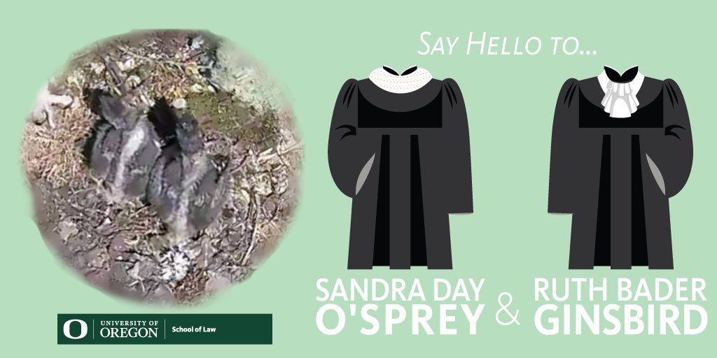 Oregon_Law's tweet photo. You did it! You named the@uoregon #lawsprey. Say "hello" to Ruth Bader Ginsbird and Sandra Day O'sprey. #Notorious #SCOTUS https://t.co/en04v15mZZ https://t.co/gtyx1yHfKt