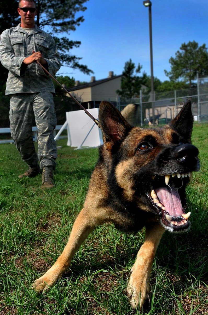 globalk9ps's tweet photo. The friendliest dogs in the world, until their owner needs them not to be. https://t.co/8rcL9rPQVg