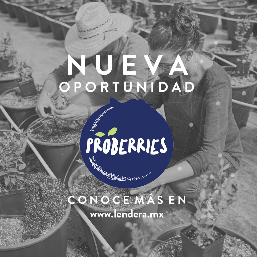 lenderamx's tweet photo. #Proberries es una empresa con calificación A, lo que representa un riesgo mínimo e inversión segura en tu portafolio. Fondea a Proberries y haz crecer tu dinero. https://t.co/YOcNDD5cR7 #crowdfunding #BlueDrop #inversión #LendEra https://t.co/o07fVjz6Hr