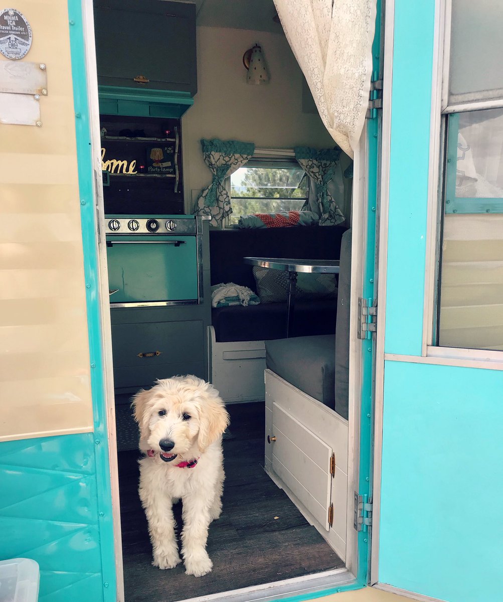 campertoglamper's tweet photo. Oh my 💙! Meet Norah, the @campertoglamper’s new #goldendoodle #puppy! #campertoglamper #glamp #glamper #idahome #idaho #vintagetrailer https://t.co/6CjW2rXWlK