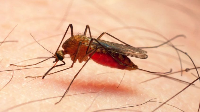 #Salud | Conoce cómo curar las picaduras de mosquito más rápido

goo.gl/cTfx6u