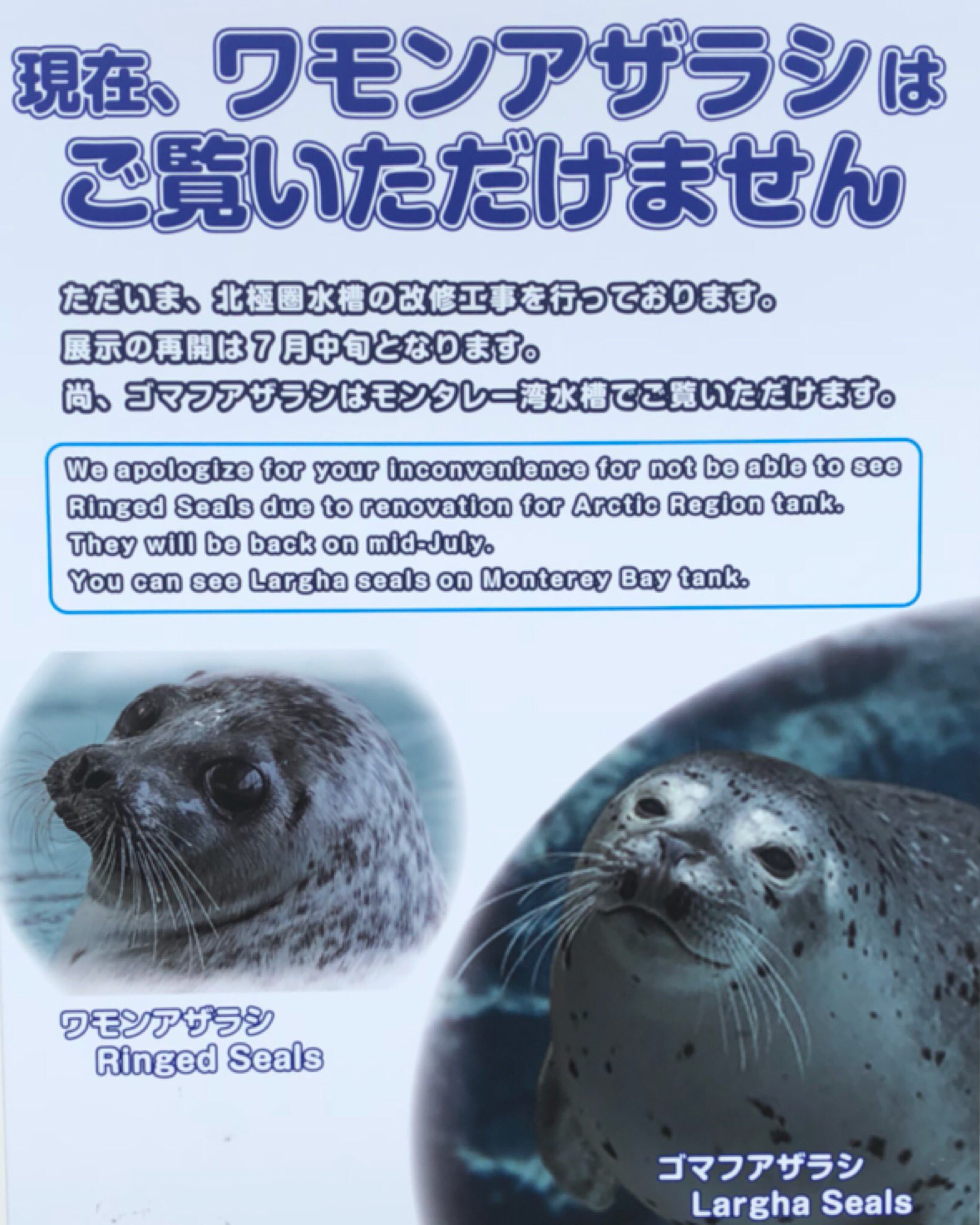 𝚔𝚊𝚘𝚛𝚒 人人人人人人人人人人人人人 ま まるおぉぉ ｙｙｙｙｙｙｙｙｙｙｙｙｙ 海遊館 水族館 アザラシ ワモンアザラシ ゴマフアザラシ T Co Vmtbpebdjz Twitter