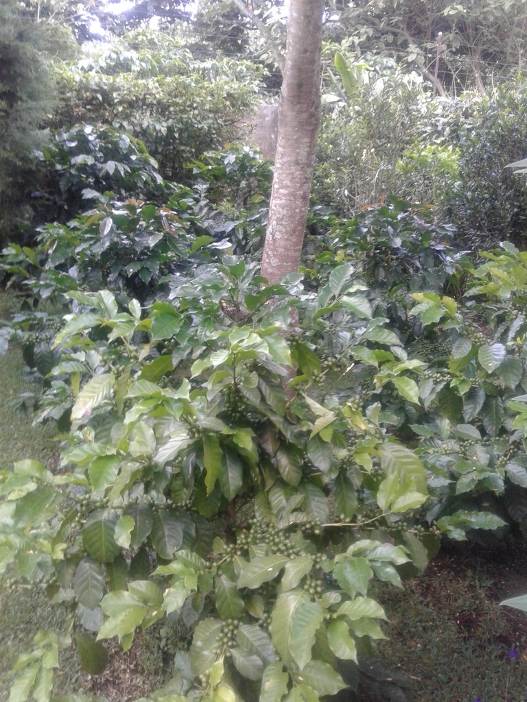 jrcruz69's tweet photo. #coffee #pacamara #ElSalvador #mycrop #ataco https://t.co/iFQrrMvZ1n