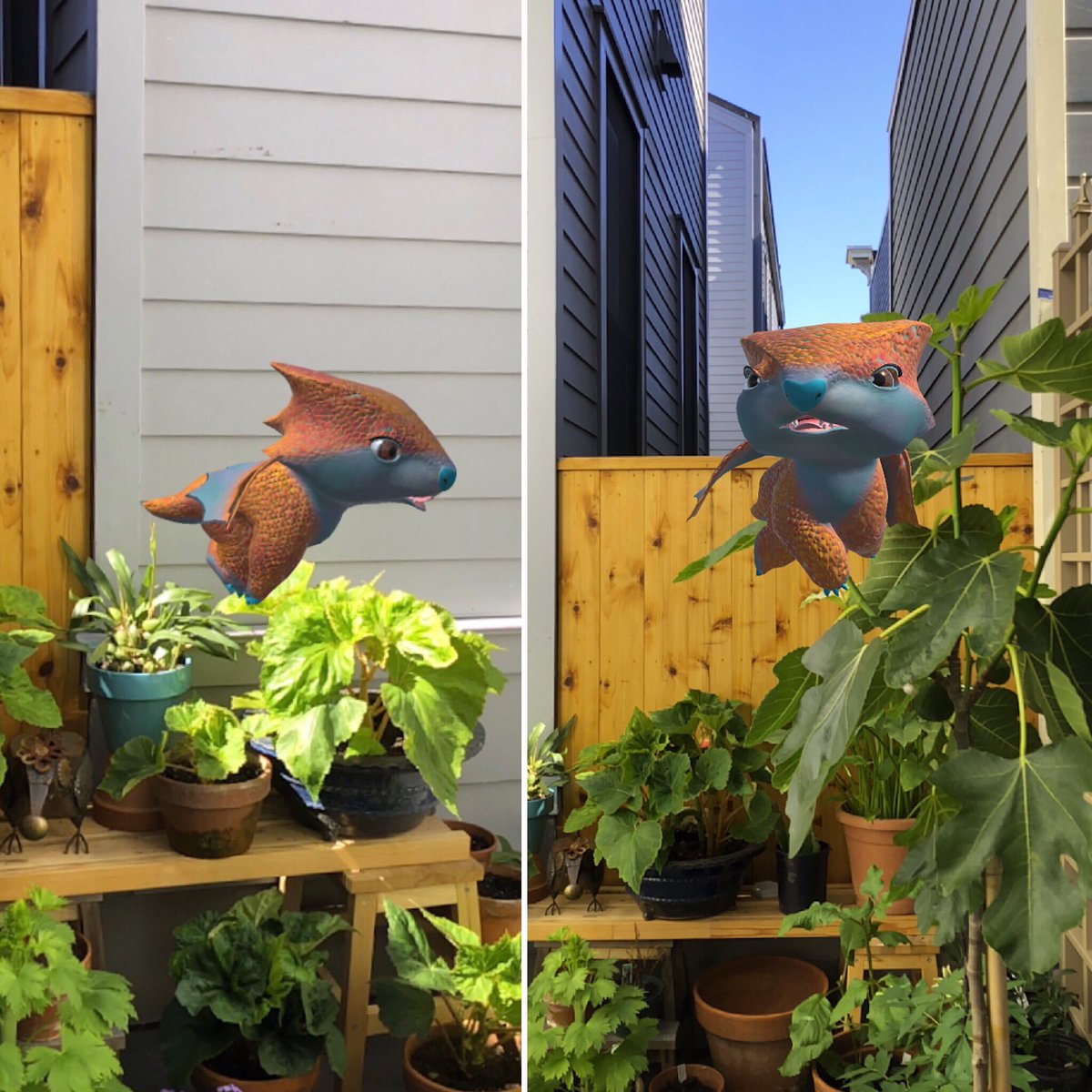 vivslaboratory's tweet photo. Enlisting Chopper’s help to patrol the yard and keep birds off the ripening figs. Hopefully he doesn’t eat them himself 😂 #urbandragon #dragons #pets
@beastpets are breaking @the8thwall ! #xr https://t.co/jKtlELnF22
