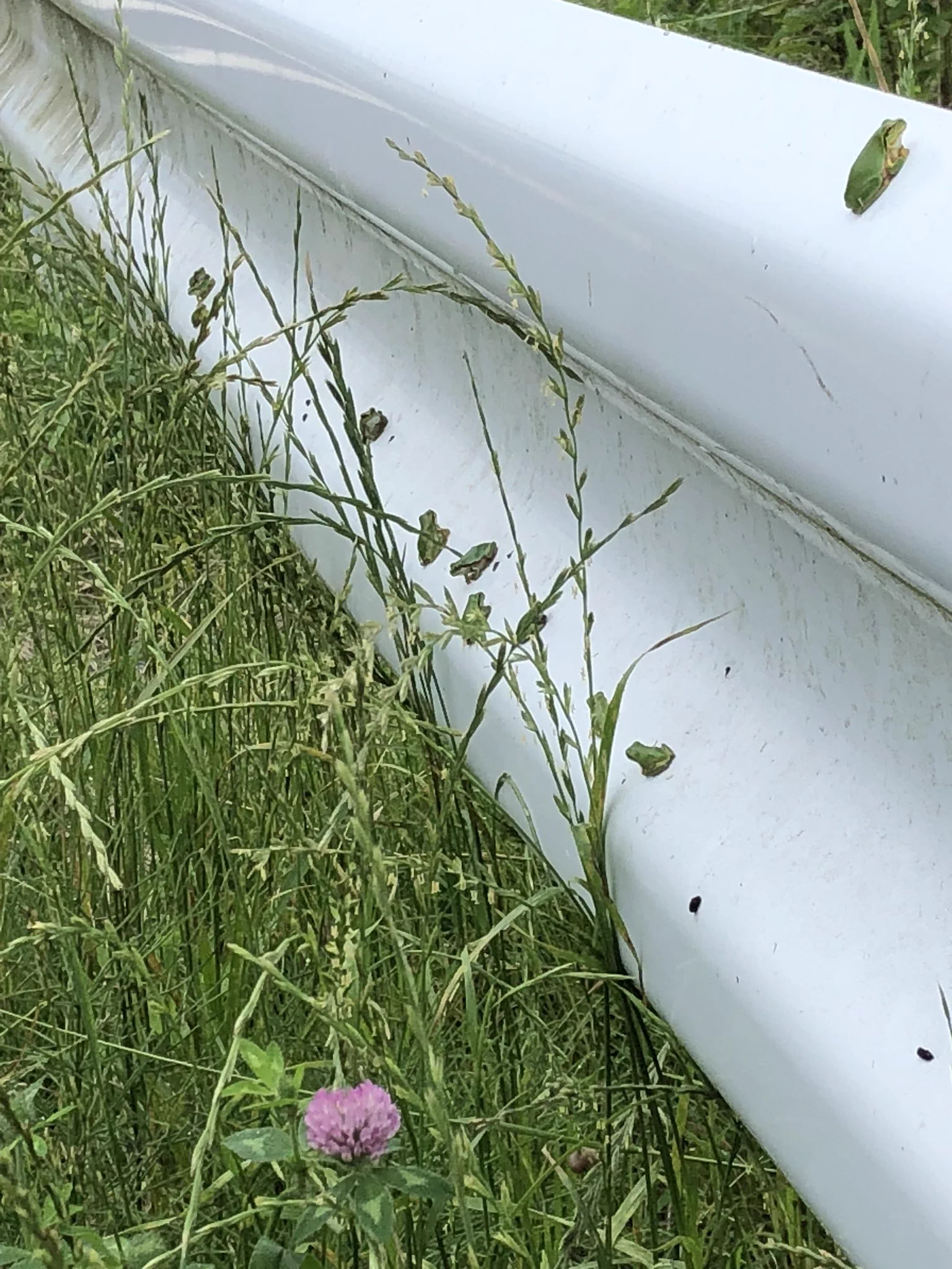 アマガエルに大人気のスポット？ｗｗたむろしていたのはガードレールだったｗｗ