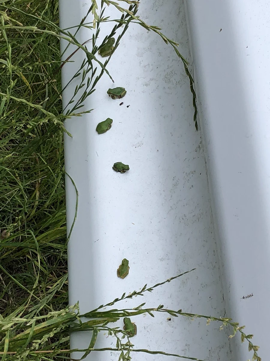 アマガエルに大人気のスポット？ｗｗたむろしていたのはガードレールだったｗｗ