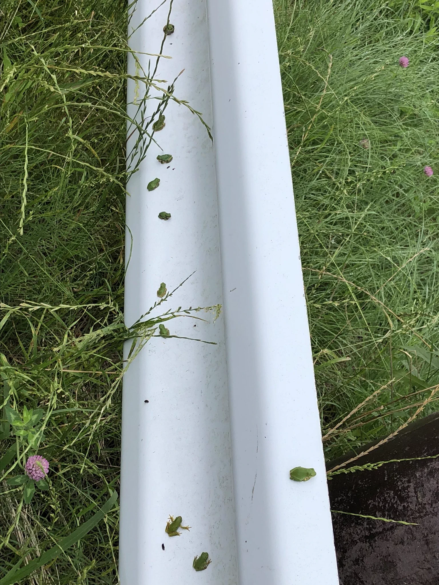 アマガエルに大人気のスポット？ｗｗたむろしていたのはガードレールだったｗｗ