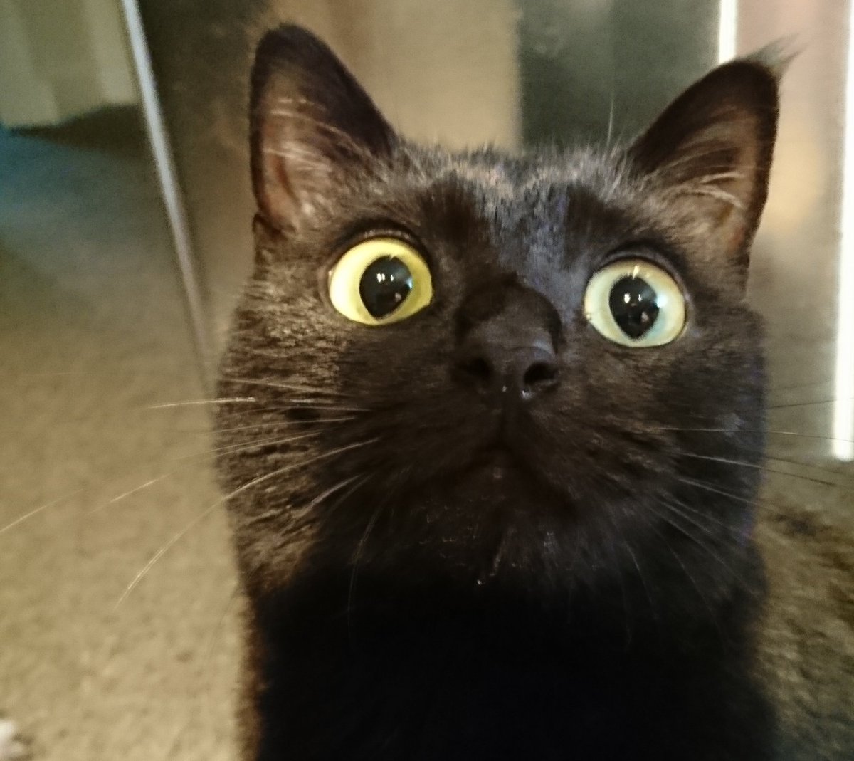 Day one with Luna @lenfantvon