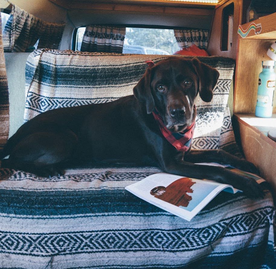 When your favorite adventure companion steals your reading material. 📚 Congratulations to the winners of our <a href="/rovamagazine/">ROVA magazine</a> giveaway! The following will receive magazine subscriptions: @bb_van_life, <a href="/kylie_bunny/">Kylie Harrison</a>, @wildfoxway, @mojo_vixen and @aylavdb. Thank you all for partic…