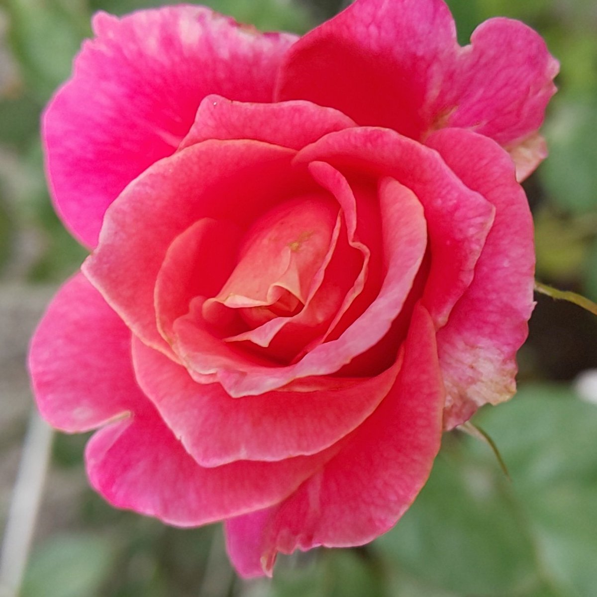 バラ好きなかたと繋がりたいたい